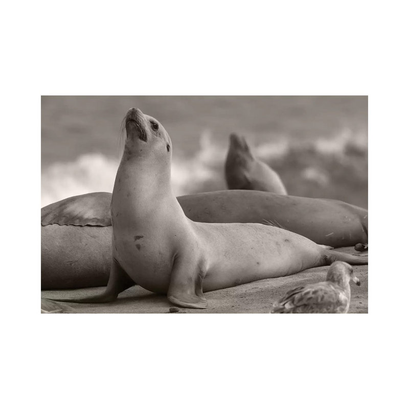 California Sea Lion group, La Jolla, California 1 Piece Wall Art on Canvas, 20.32 cm H x 30.48 cm W, Canvas