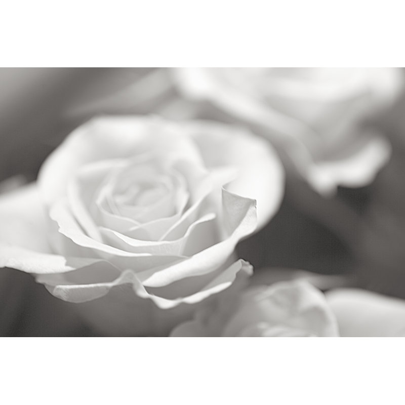 Rose Studies IV by James McLoughlin - Print on Canvas, Black Floater Framed, 122cm H x 81cm W