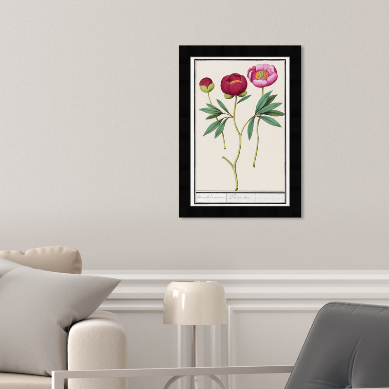 «Red and Pink Peony Botanical Study» par Birch Lane ™ - reproduction de cadre photo, Noir, H 17 po x l 12 po