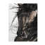 Brown Horse Print by Altamura Stefano-26775389-26775390