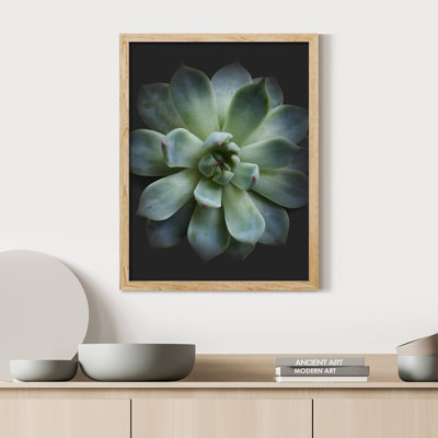 " Desert Succulent Close Up Blue And Green Lily Pad "
