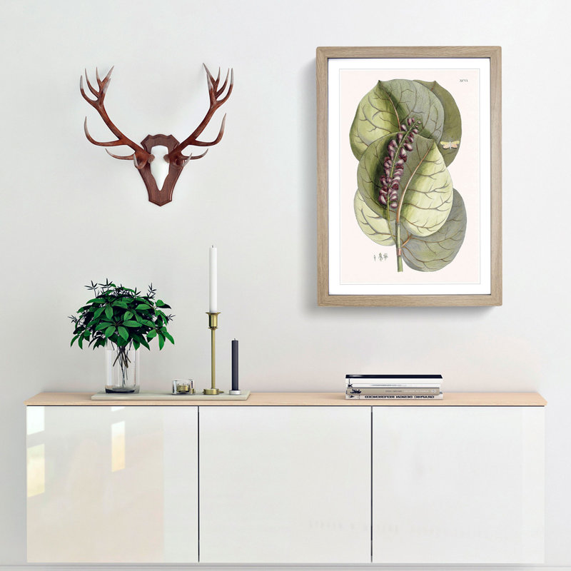 Mangrove Grape-Tree & Butterfly by Mark Catesby - Framed Print, Oak, 91cm H x 60cm W x 2cm D