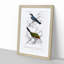 Bird Illustrations PL. 2A by Charles d Orbigny - Framed Print-55457134-55457135