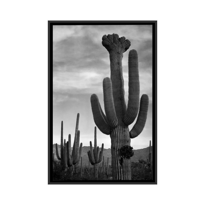 Saguaros, Saguaro National Monument par - impression, Toile avec cadre noir, Pas de tapis, H 60 po x l 40 po x P 1,5 po