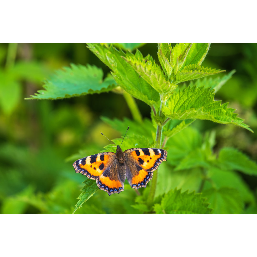 Brennnessel mit kleinem Schildpatt-Schmetterling - Kunstdrucke auf Leinwand