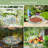 Bellen Glass Hanging Birdbath