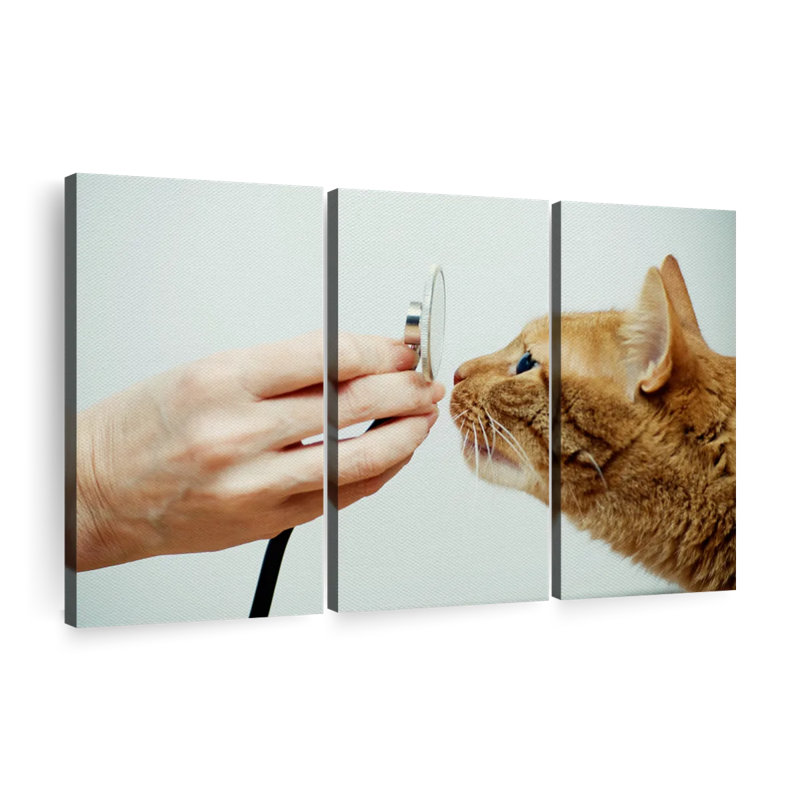 «Cat Vet», reproduction d'art sur toile, H 24 po x l 38 po x P 1,25 po