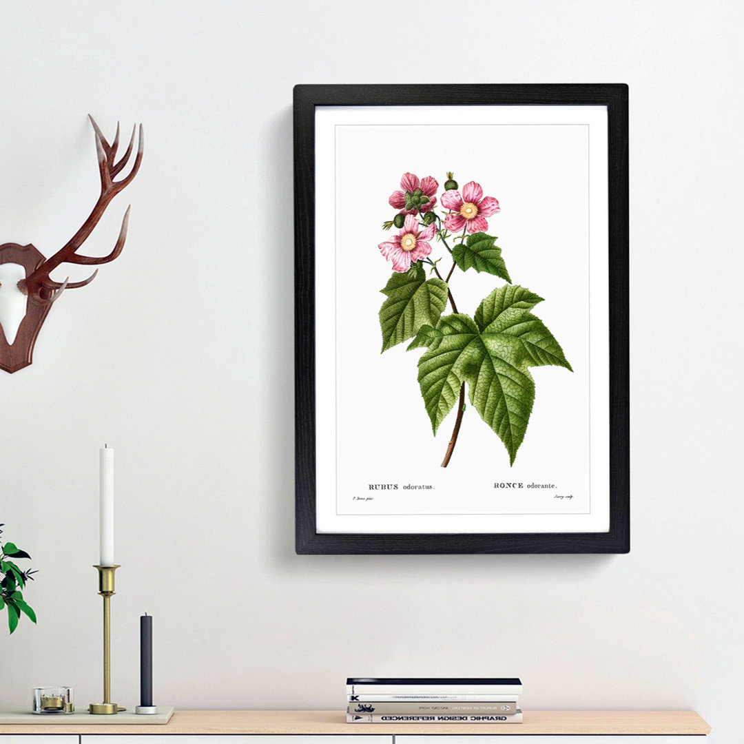 Blooming Raspberry Bush by Pierre-Joseph Redoute - Framed Print