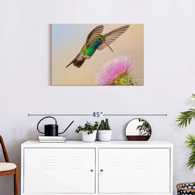Hummingbird And Thistle Flower