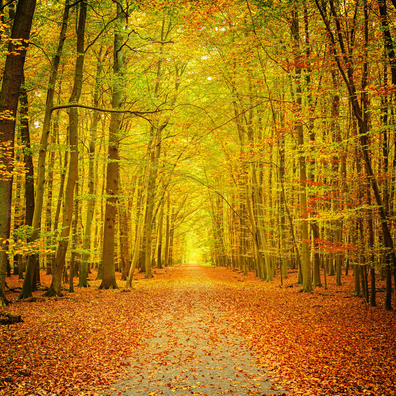 Autumn Park - Wrapped Canvas Print, 91cm H x 91cm W x 3.8cm D