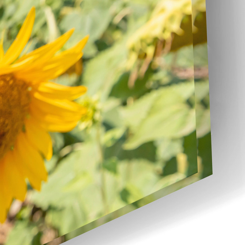 Epic Art «Sunflowers I» par Richard Silver, Acryli «Sunflowers I» par Richard Silver, H 16 po x l 24 po x P 0,2 po
