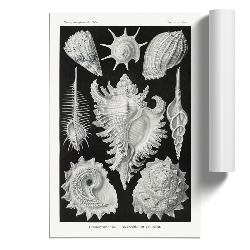 Prosobranchia Sea Snails by Ernst Haeckel - Frameless Print, 30cm H x 21cm W x 0.1cm D