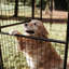 Chenil présidentiel L 10 pi x 10 pi Lucky Dog Stay-62525367