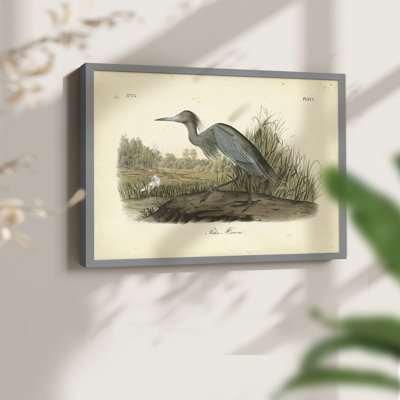 Audubons Blue Heron - reproduction encadrée - réarmable