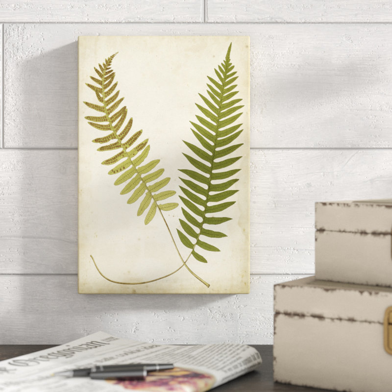 Fern Portfolio III by Francis G. Heath - Painting Print, 30cm H x 20cm W, Wrapped Canvas