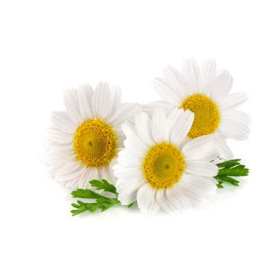 Three Chamomile by Kolesnikovserg - Wrapped Canvas Painting