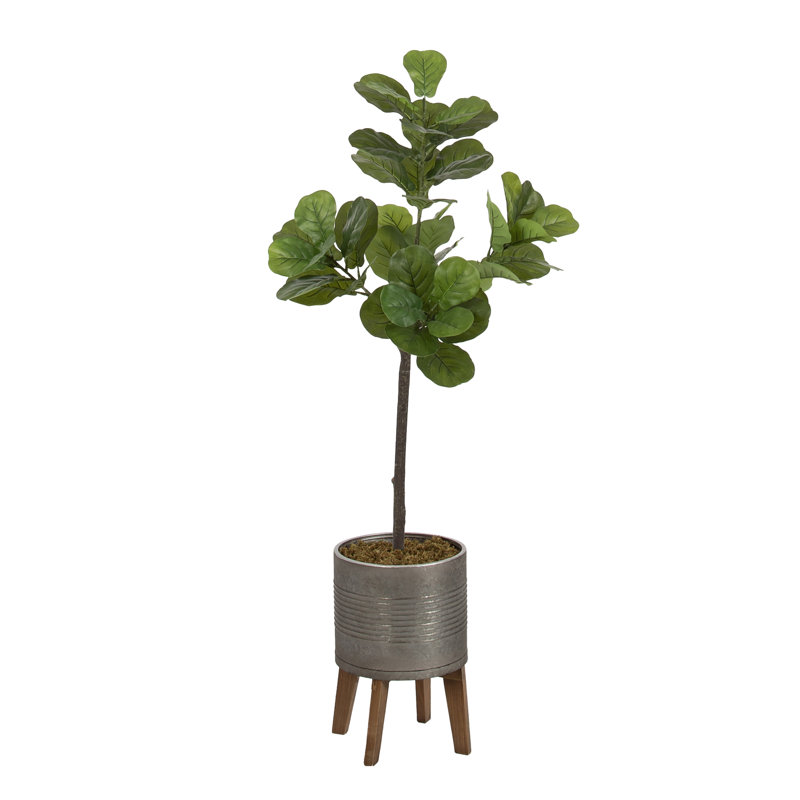 Figuier à figuier avec pot Gavri, H 55,24 po x l 19,69 po x P 15,75 po, Gris
