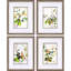 Botanical Reverie S/4 Print by Bragg Propac Images