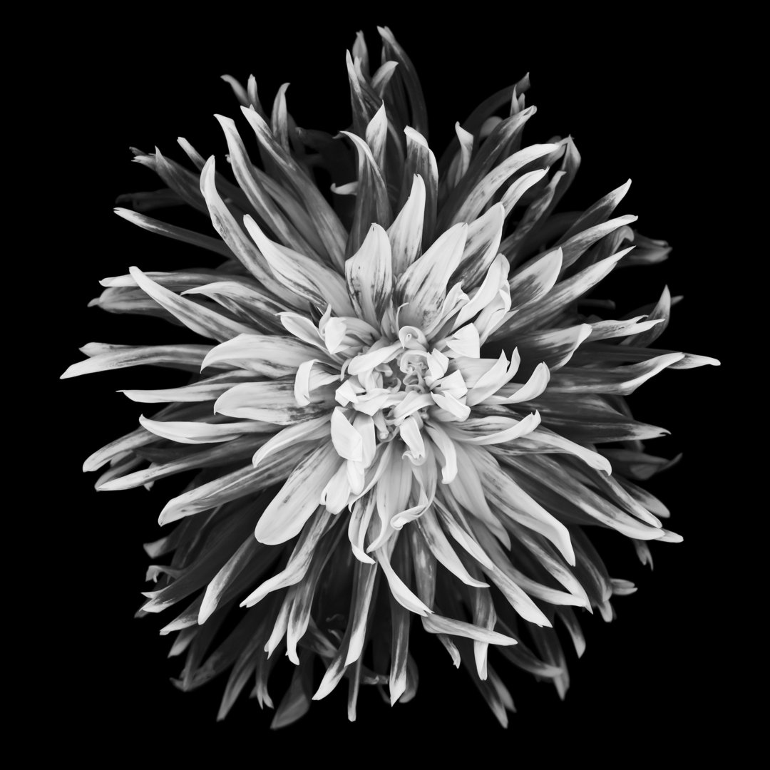 Monochrome Dhalia von OGphoto - Druck