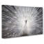 White Peacock - Wrapped Canvas-61881151