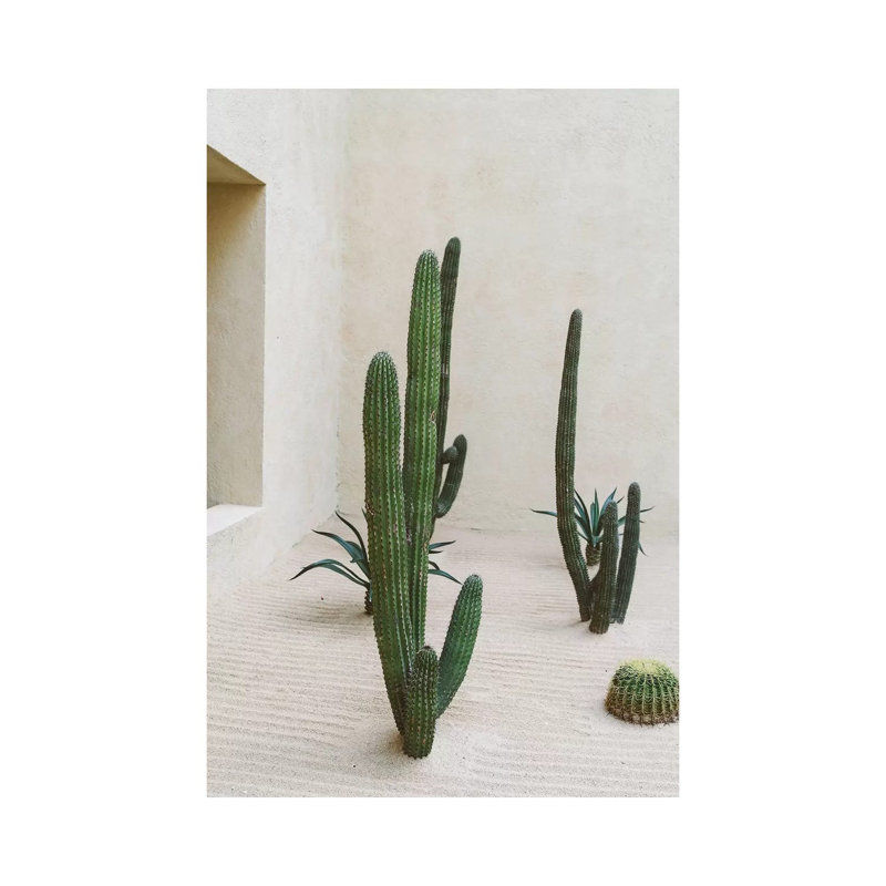 «Cabo Cactus VI» par Bethany Young, reproduction de photo sur toile tendue, H 60 po x l 40po x P 1,5 po