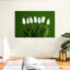 Tulipes blanches Harnek-108706056