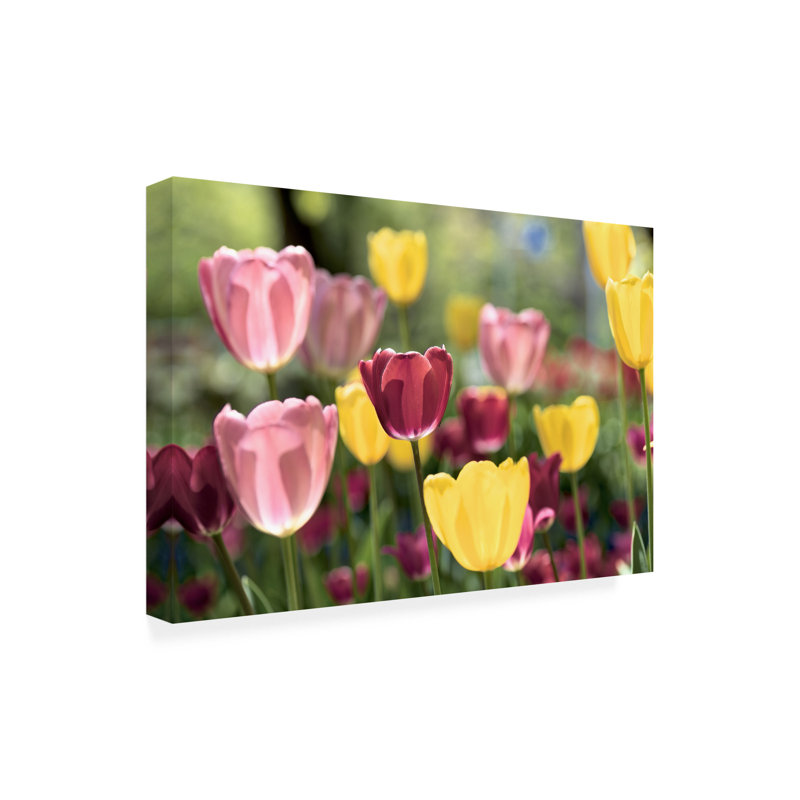 Wrapped Canvas Wall Art - Alan Blaustein 'Hokkaido 15' Wall Art for Living Room, Bedroom, or Office Décor  - 30x47