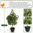 Artificial Norfolk Pine Tree