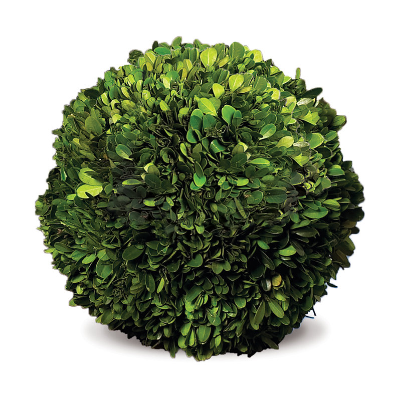 Preserved Greens Topiary, Hedge Plant in, 12" H x 12" W x 12" D