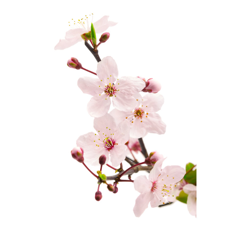 Sakura Pink Cherry Blossoms by Svetlana Moon - Wrapped Canvas Print, 122cm H x 81cm W