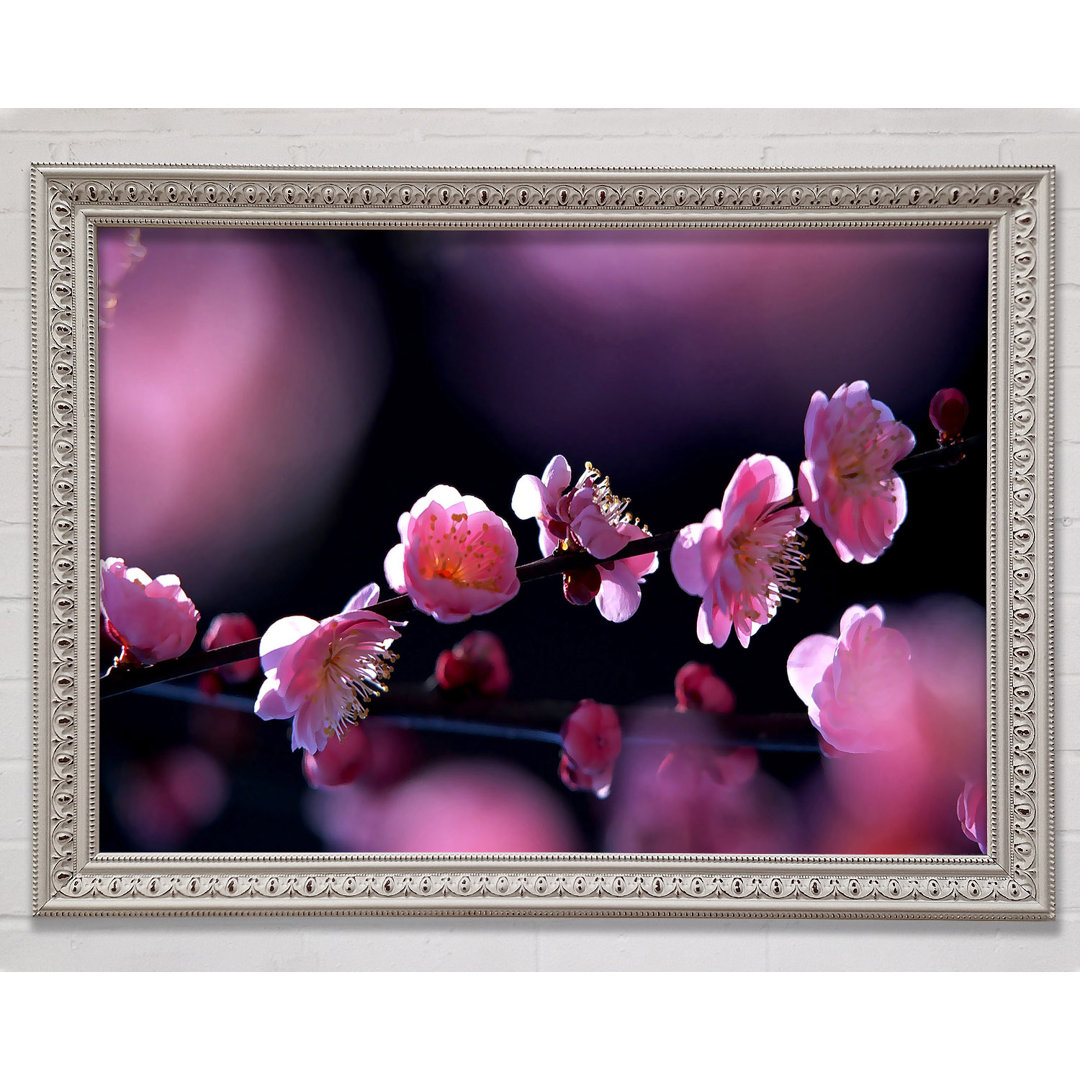 Pink Blossom Flowers - Einzelner Bilderrahmen Kunstdrucke