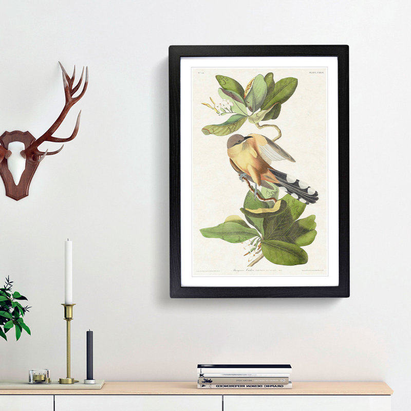 Mangrove Cuckoo by John Audubon - Picture Frame Painting Print, 48cm H x 36cm W x 2cm D, Black Framed