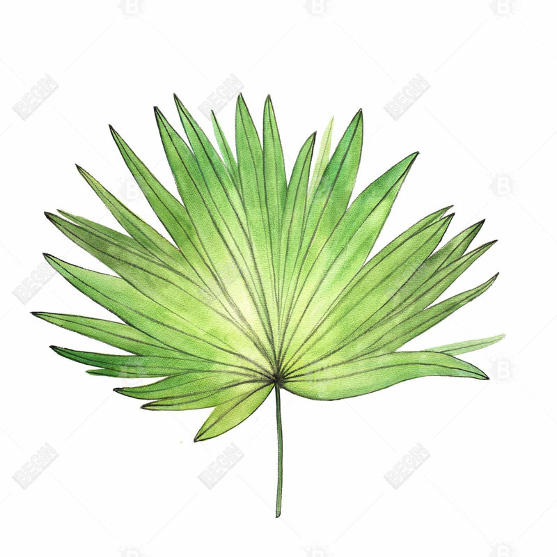 «Petticoat Palm» sur toile