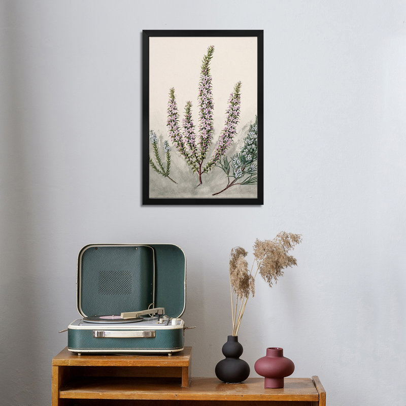 Epacris - reproduction d'art murale - affiche de galerie, H 24 po x l 16 po
