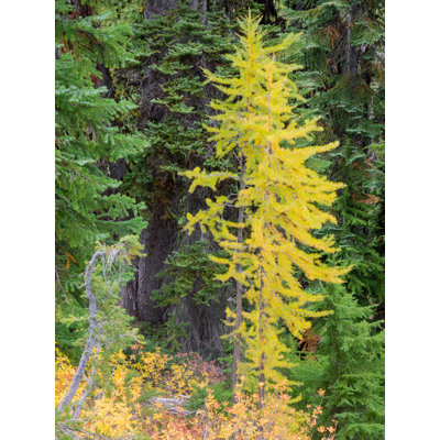 " Usa Washington State Okanogan-wenatchee National Forest Colorful Young Larch Trees "