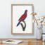 Red-and-Blue Lory by F. Levaillant - Picture Frame Painting Print-55598372-55598380