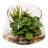Succulent Arrangement with Sedum, Marginata and Cactus