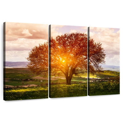 Harnek Sunlit Tuscan Tree