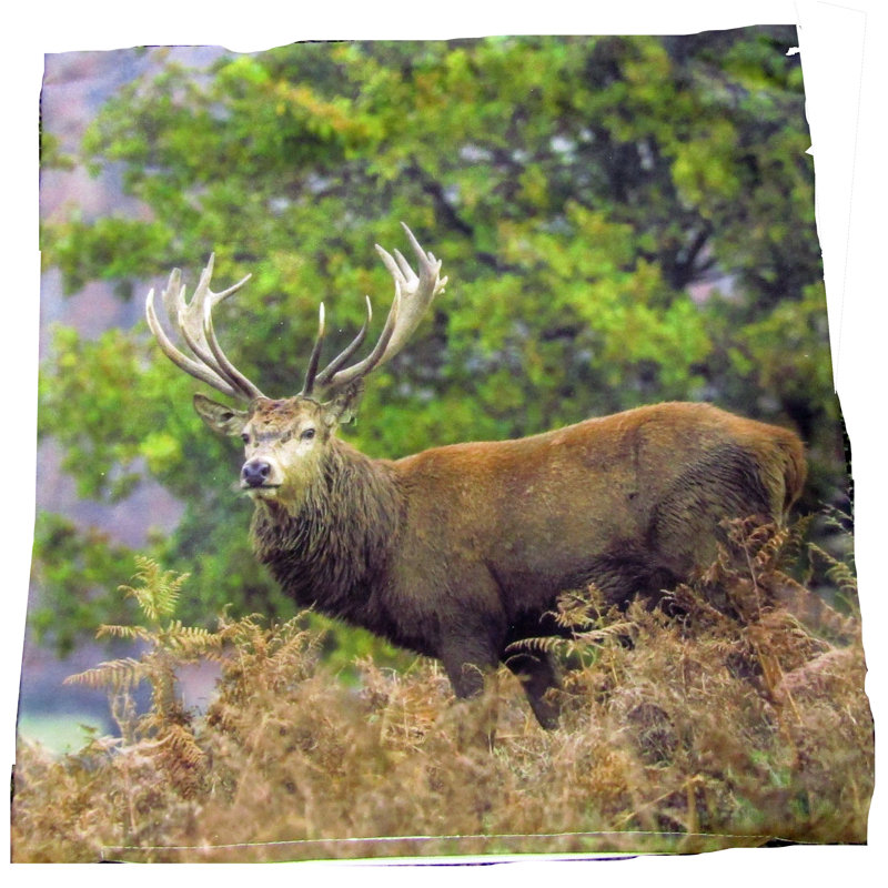 Housse de coussin Vandeusen