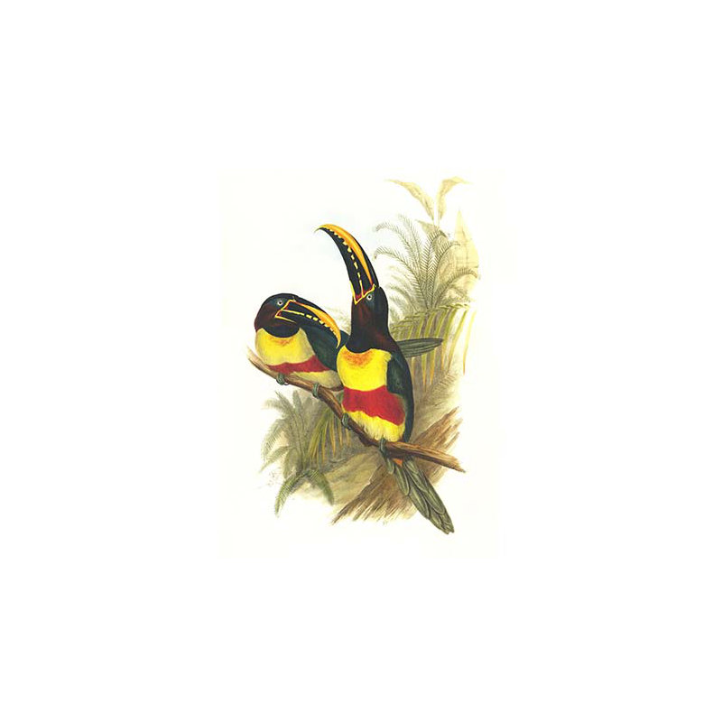 « châtaignier eared aracari » par john gould, impression, H 30 po x l 20 po x P 1,5 po, Noir / Jaune