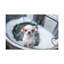 «Cute Chihuahua Bathee», art mural sur toile