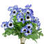 Marguerite Cineraria