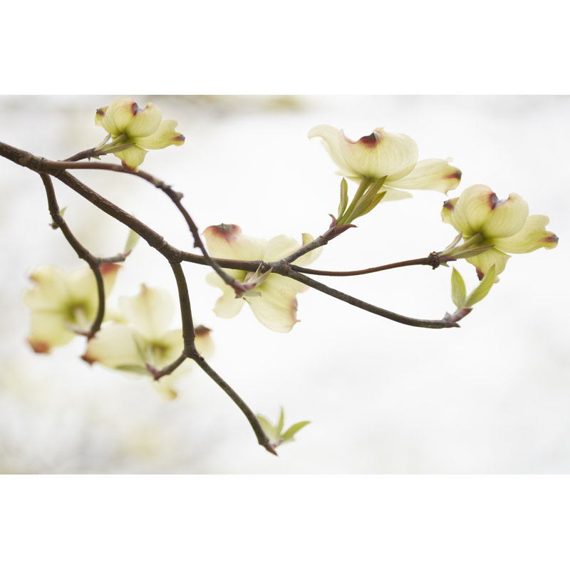 Dogwood Detail I by James McLoughlin - Wrapped Canvas Print, 30cm H x 46cm W 
