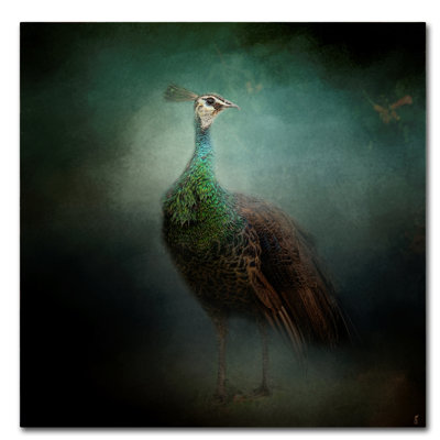 Vidur «Peacock 2», impression sur toile tendue