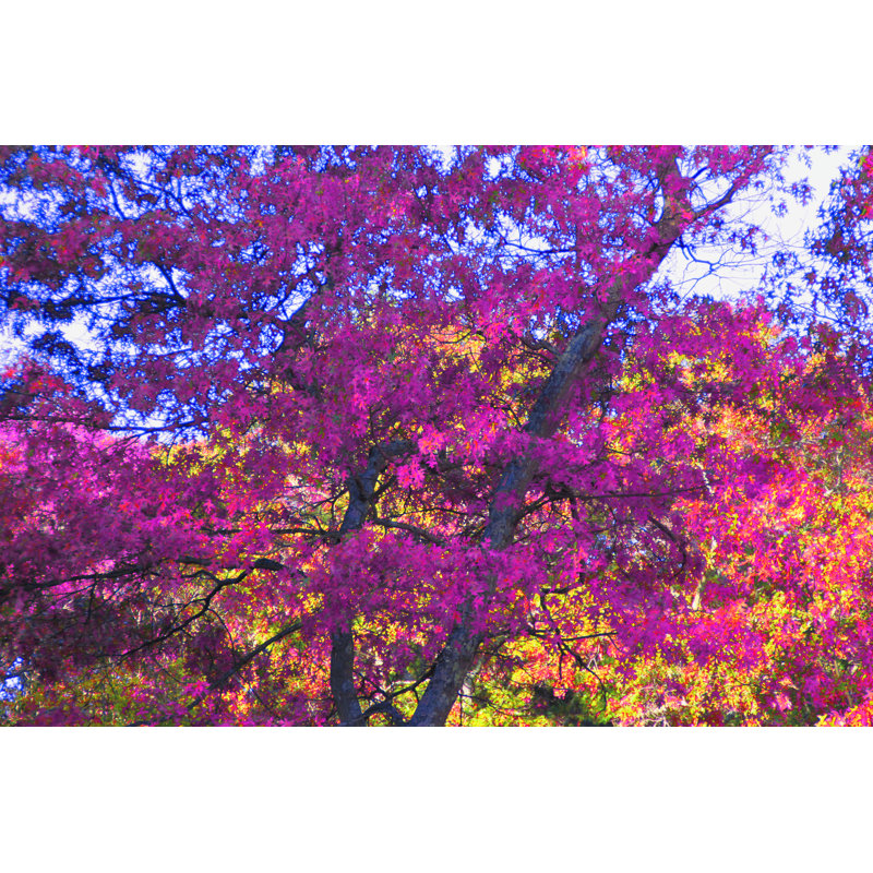 My Fall Fuchsia Print by Drew Gaffney, 17.25" H x 21.25" W x 0.875" D