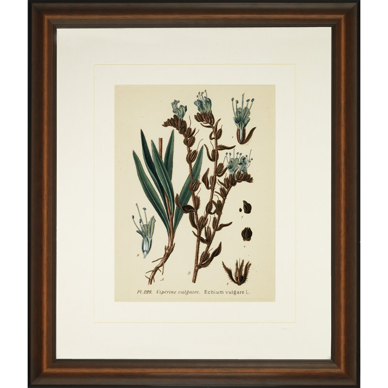 Verde Tinted Botanical III Print