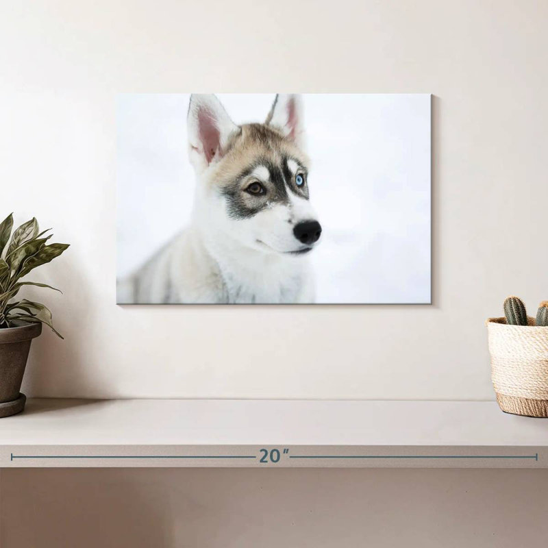 Brampt Glaring Husky, 8" H x 12" W