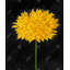 Yellow Chrysanthemum - Reproduction matte encadrée pour le décor de la chambre à coucher