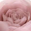 Housse de coussin décoratif décoratif à motif floral rose Simulation-1371545841-1460310674