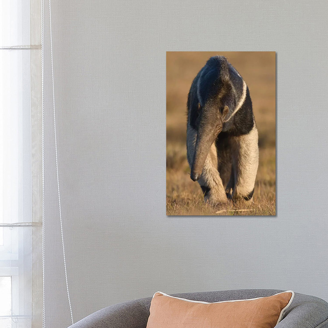 Giant Anteater Pantanal by Mogens Trolle - Wrapped Canvas Photograph